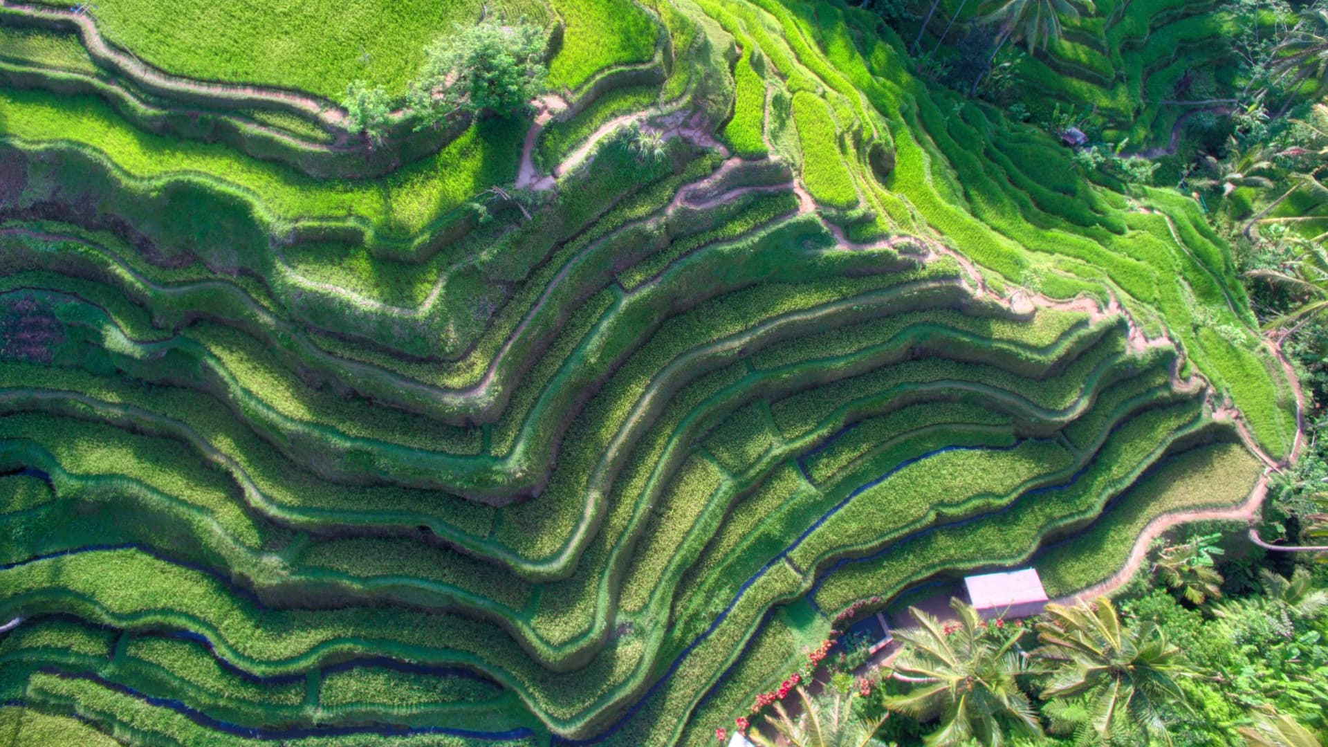 Bali