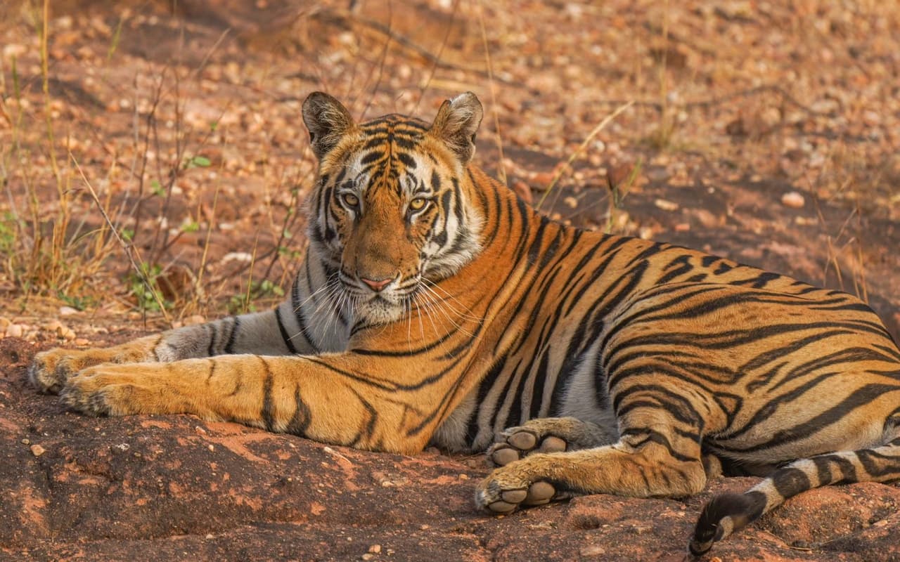 Bandhavgarh