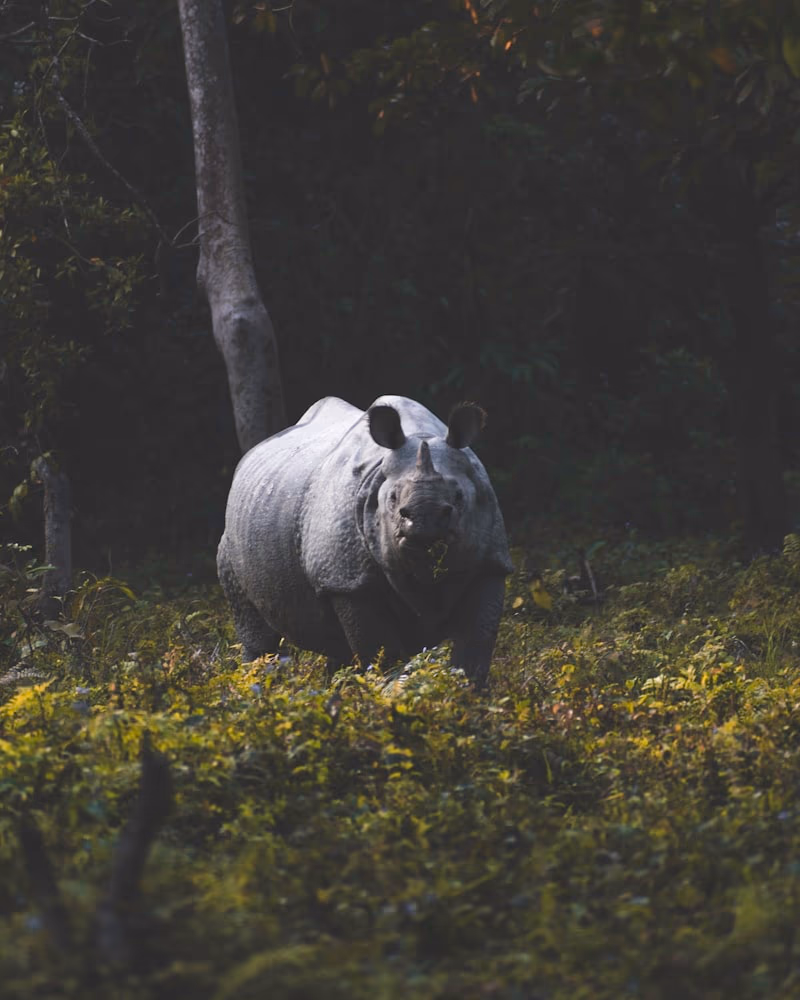 Gir Forest