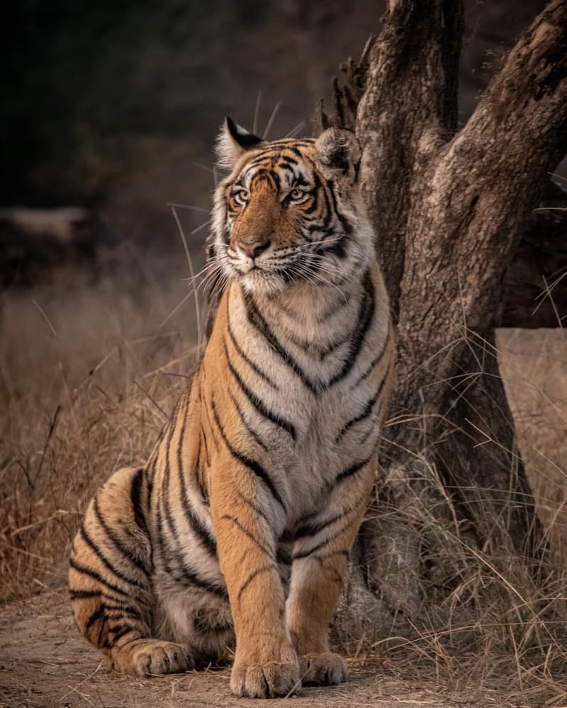Jim Corbett