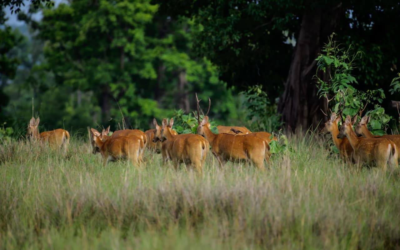 Kanha
