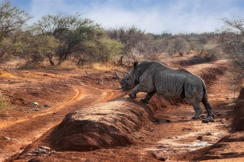 Kaziranga