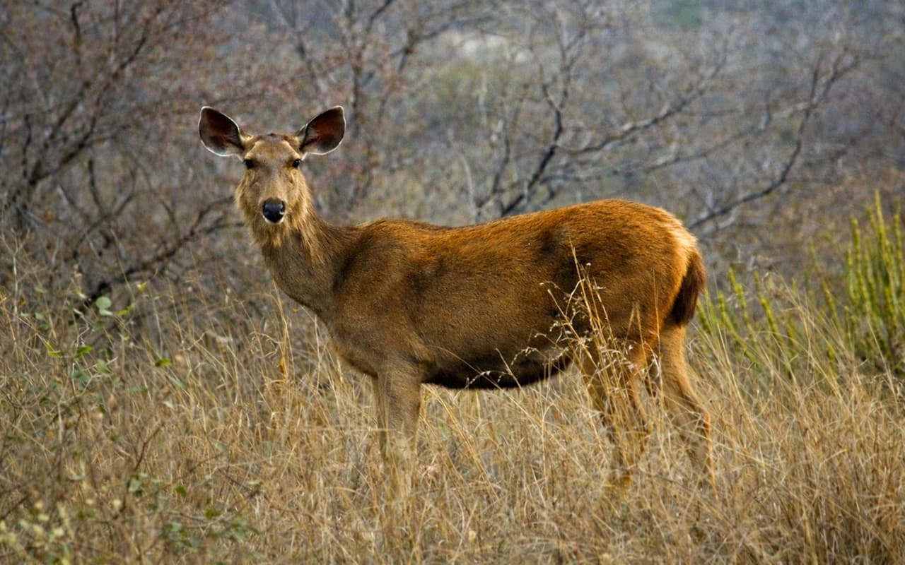 Sariska